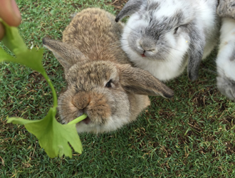 Pet Shop Wetherby