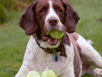 Pet Shop Wetherby